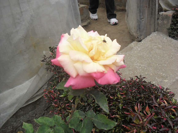 SAM_0273