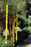 ARK_ (12)