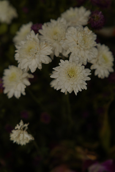 DSC-G (75)