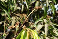 IMG_7410